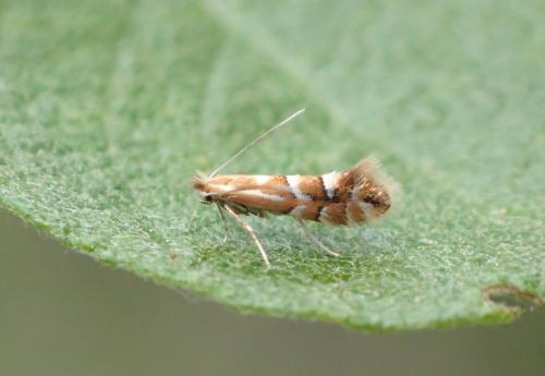 Réf. 297 638 : Phyllonorycter sp.